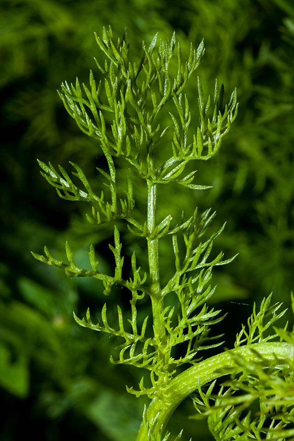 Matricaria chamomilla (e forse altro)